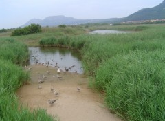 Fonds d'cran Animaux Les habitants du marais de L'Estartit