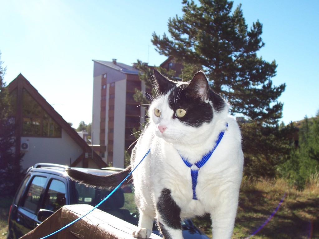 Fonds d'cran Animaux Chats - Chatons pompon