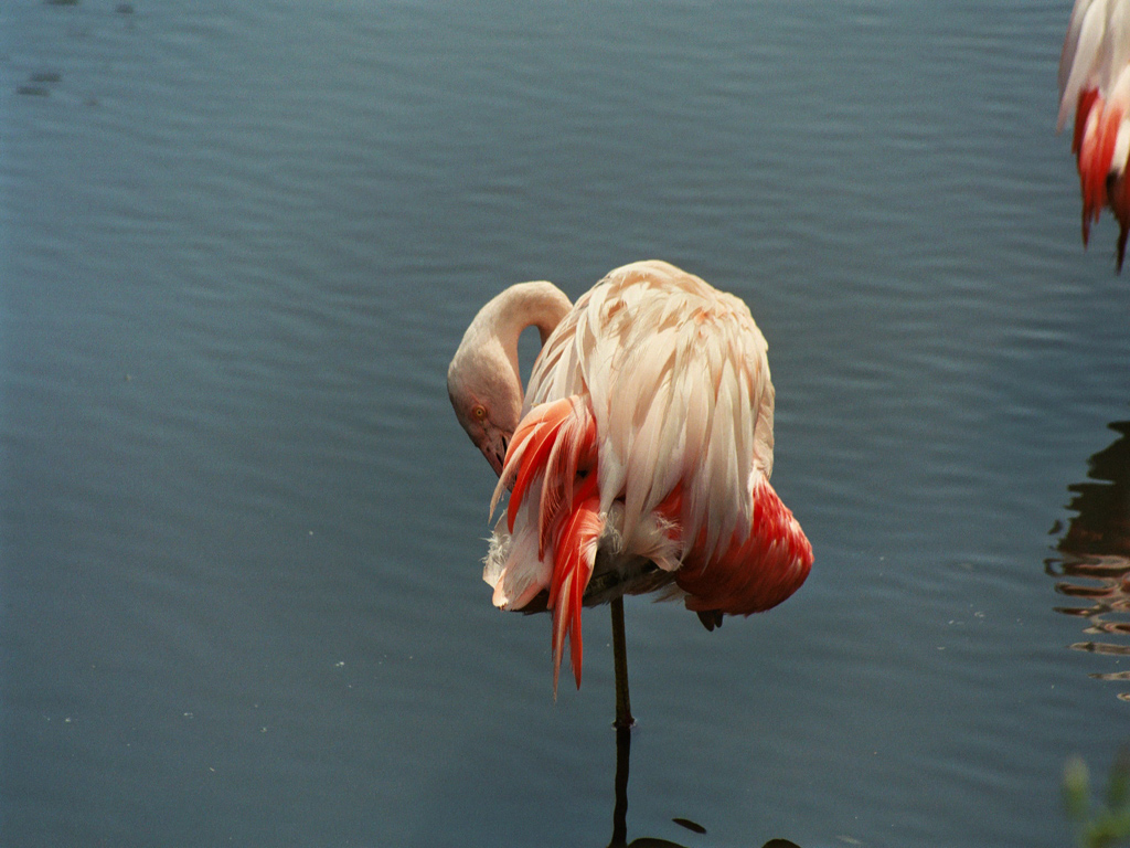 Wallpapers Animals Birds - Flamingos flamands