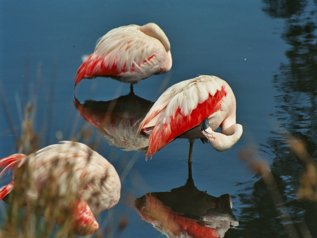 Fonds d'cran Animaux Oiseaux - Flamands roses flamands roses