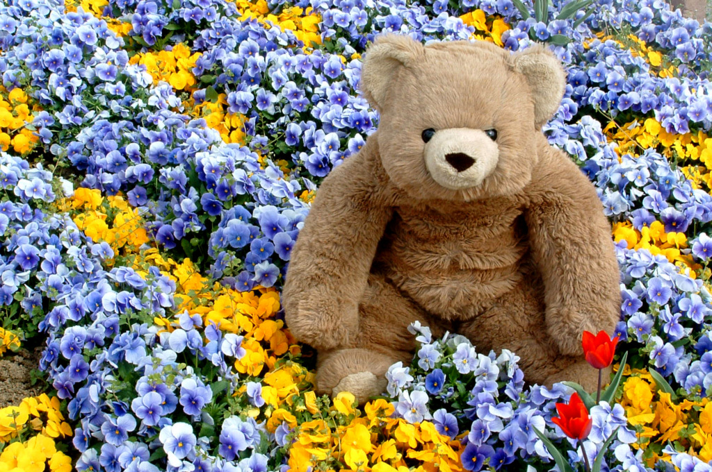 Wallpapers Objects Cuddly Je vous offre ces fleurs !