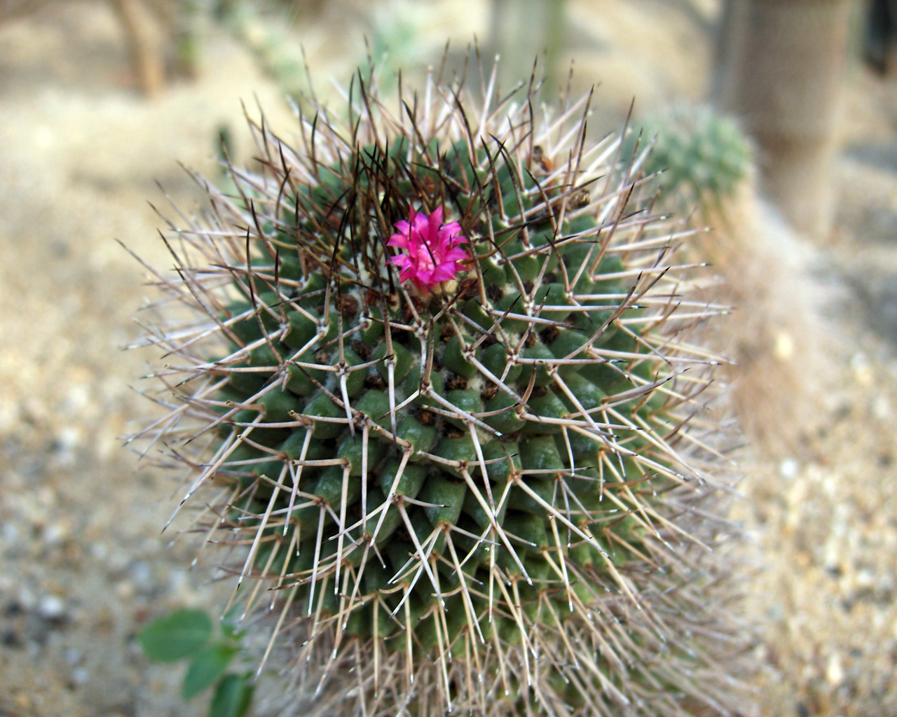 Fonds d'cran Nature Plantes - Arbustes 