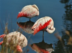 Wallpapers Animals flamands roses