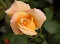 Wallpapers Nature rose jaune