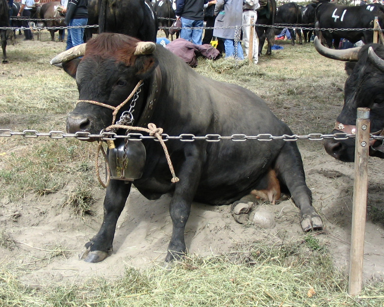 Wallpapers Animals Cows - Bulls - Beef La reine fatigue