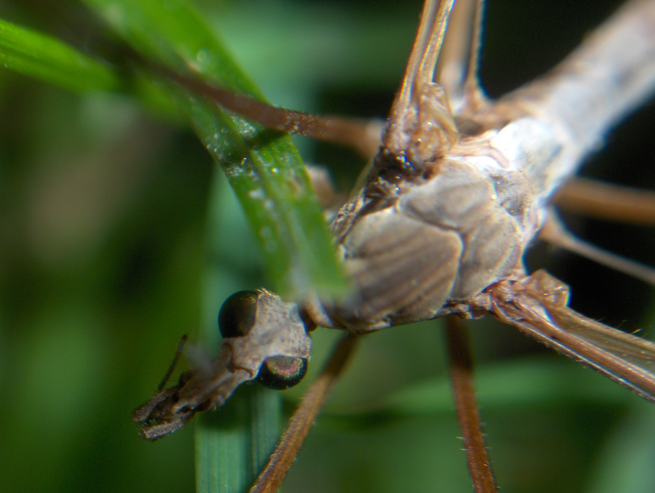 Fonds d'cran Animaux Insectes - Moustiques macro de moustique