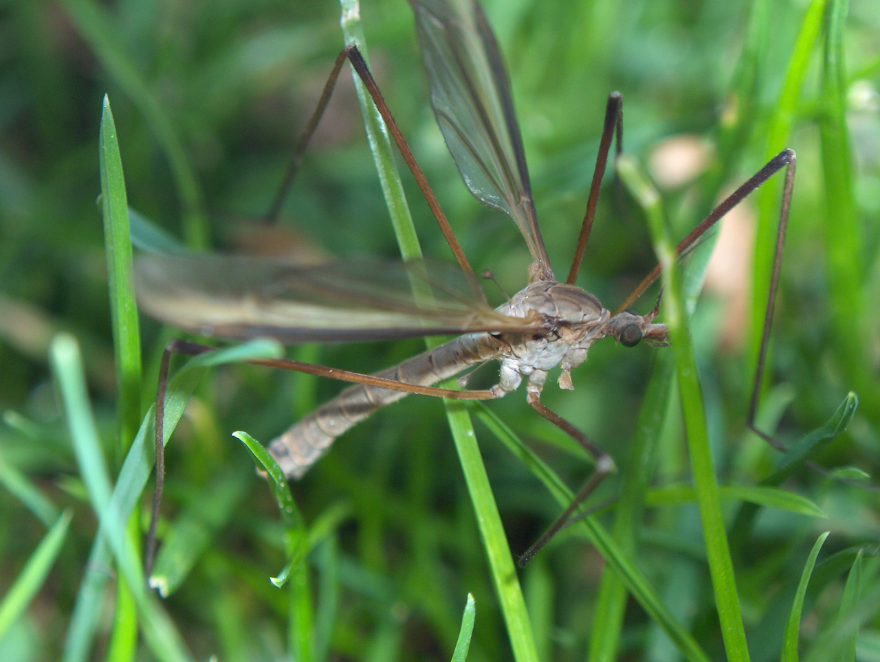 Fonds d'cran Animaux Insectes - Moustiques moustique