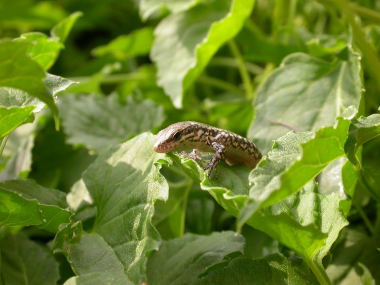 Fonds d'cran Animaux Lzards - Iguanes Bb lzard