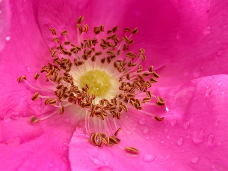 Fonds d'cran Nature Fleurs Coeur de fleur