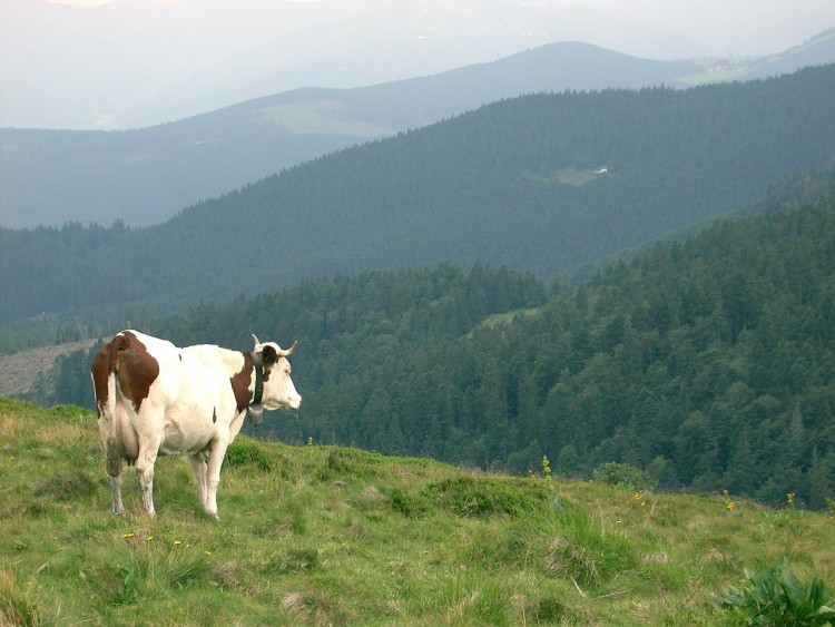 Fonds d'cran Animaux Vaches - Taureaux - Boeufs Contemplation