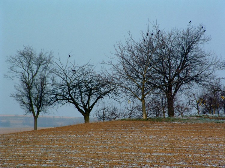 Wallpapers Trips : Europ France > Alsace Corbeaux au repos