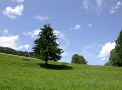 Fonds d'cran Nature Arbre solitaire