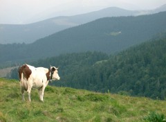 Fonds d'cran Animaux Contemplation