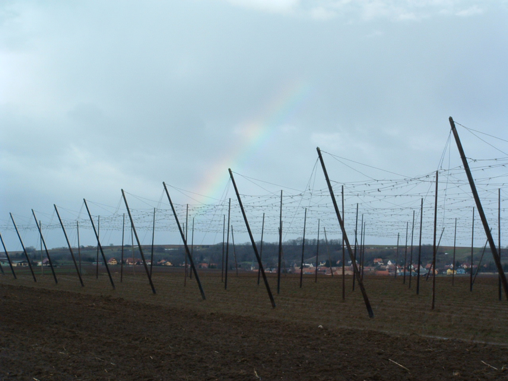 Wallpapers Trips : Europ France > Alsace (Lger) arc-en-ciel sur un champ de houblon