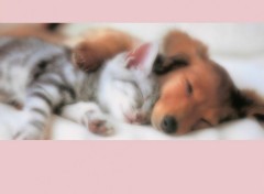 Fonds d'cran Animaux ---chat&chien---