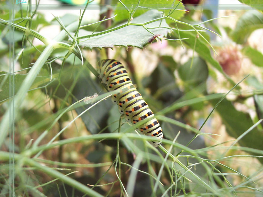 Fonds d'cran Animaux Insectes - Chenilles Chenille