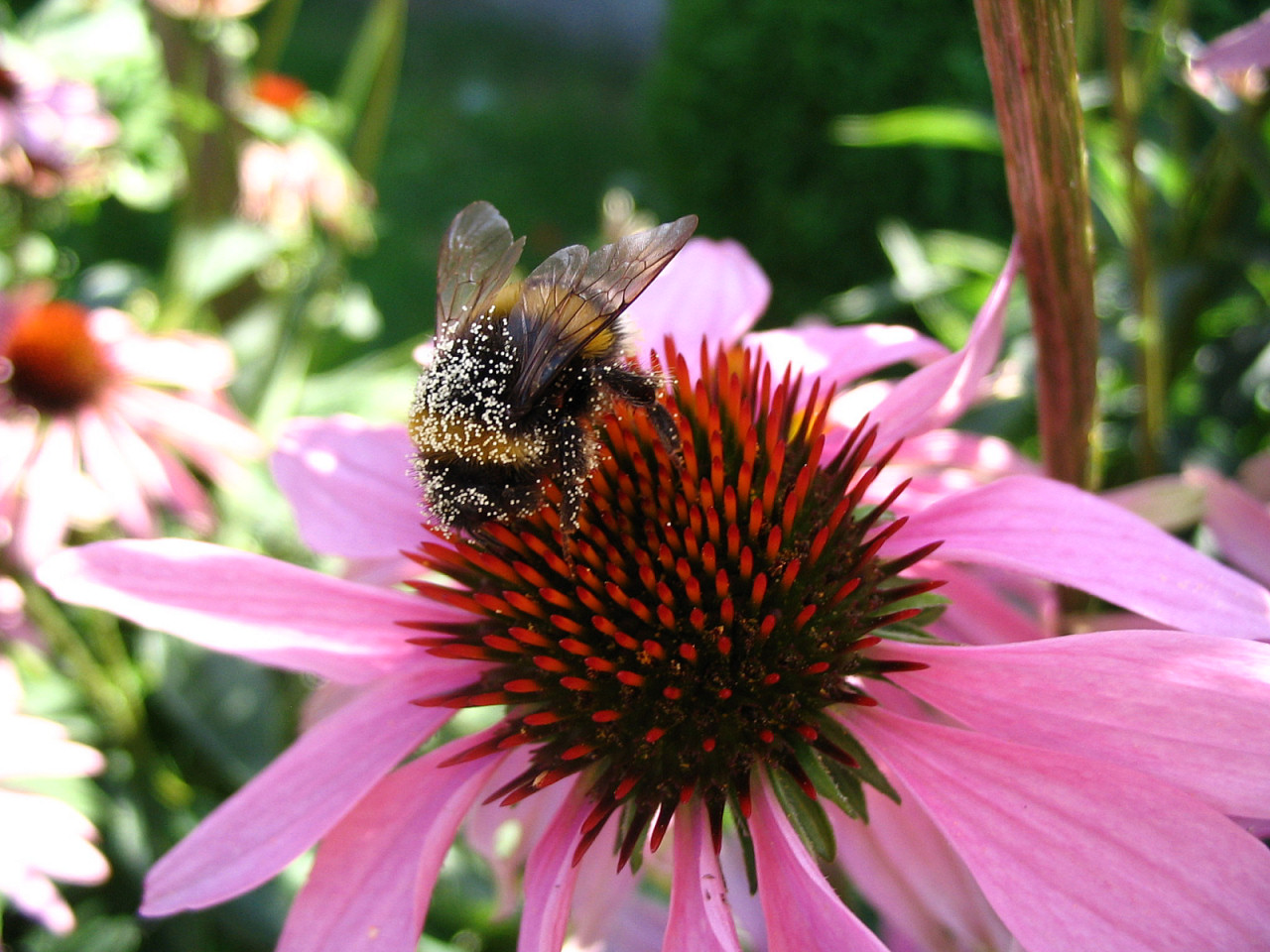 Wallpapers Animals Insects - Bees, Wasps Zigouillon le Bourdon