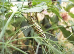 Fonds d'cran Animaux Chenille