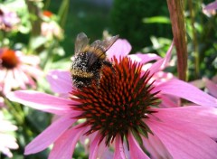 Fonds d'cran Animaux Zigouillon le Bourdon