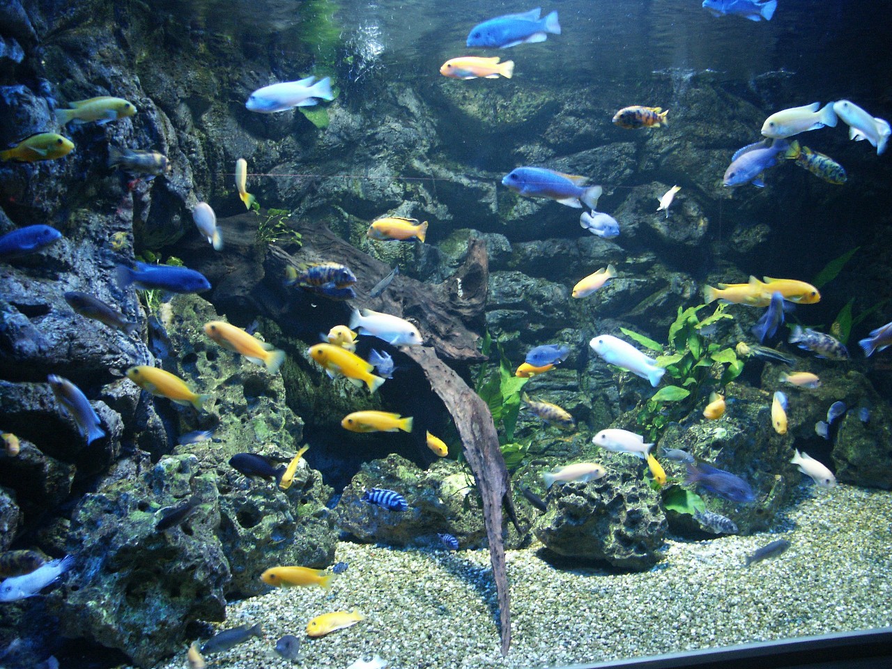 Wallpapers Animals Sealife - Fishes Aquarium