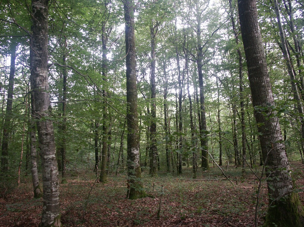 Fonds d'cran Nature Arbres - Forts 