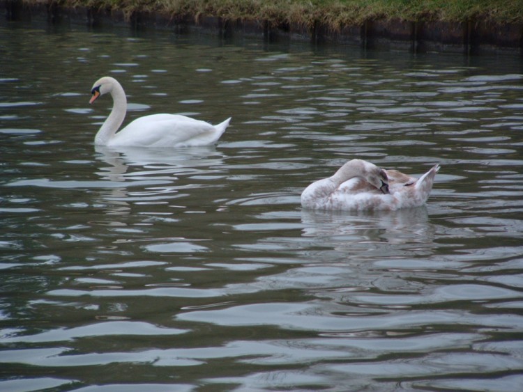 Fonds d'cran Animaux Oiseaux - Canards Au fil de l'eau...