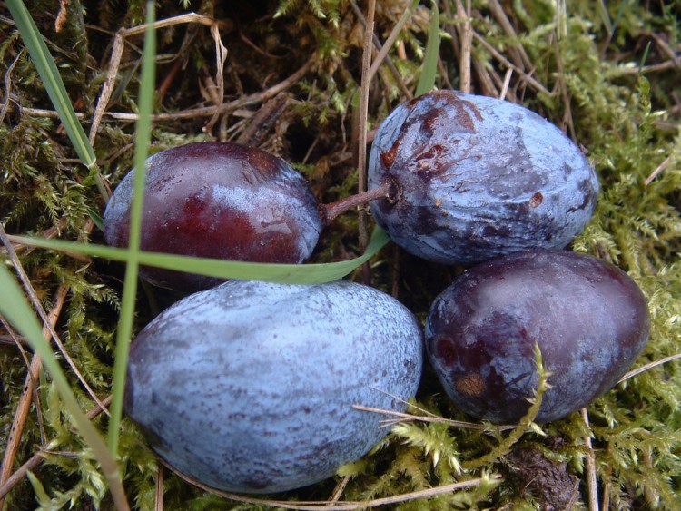 Wallpapers Nature Fruits Fruit d'Alsace ? : Lequel ?