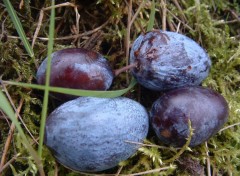 Wallpapers Nature Fruit d'Alsace ? : Lequel ?