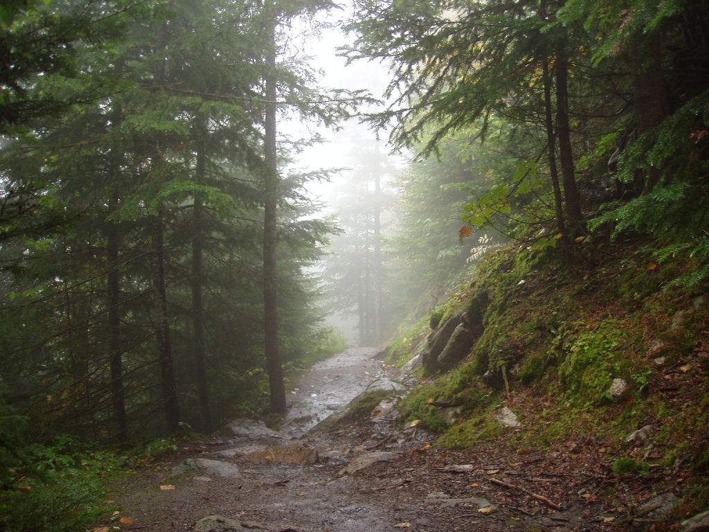 Fonds d'cran Nature Arbres - Forts Rando des Loups rserve Jacques Cartier - Canada 2004