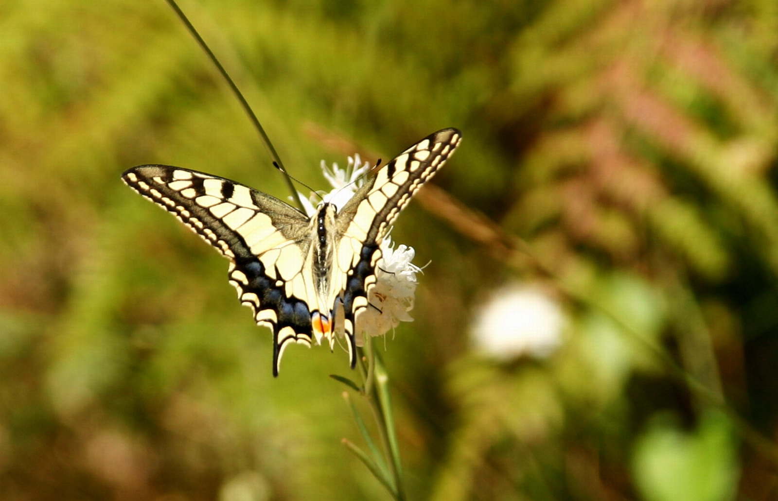 Fonds d'cran Animaux Insectes - Papillons Papillon grec