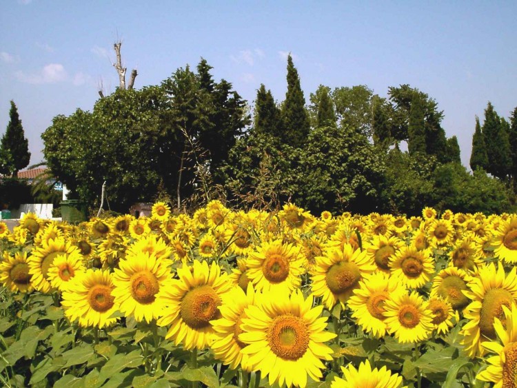 Wallpapers Nature Flowers champ de soleils