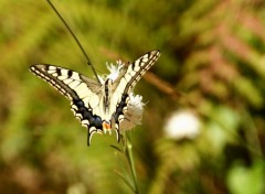 Fonds d'cran Animaux Papillon grec