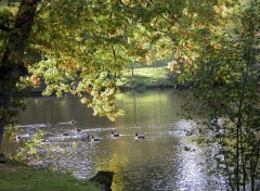 Fonds d'cran Nature tang en automne