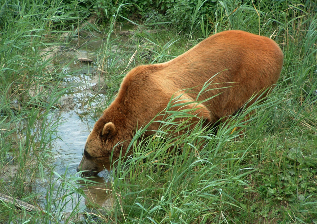 Wallpapers Animals Bears Un (vrai) Ours se dsaltrant...