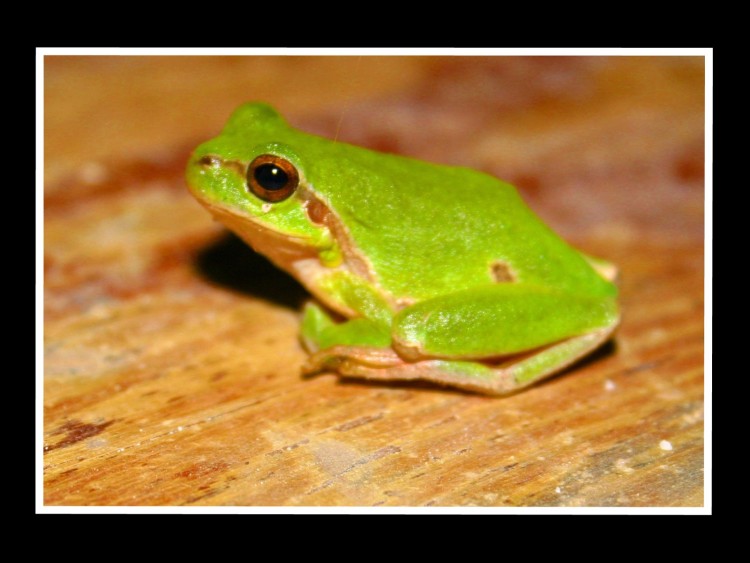 Wallpapers Animals Frogs - Toads Charming