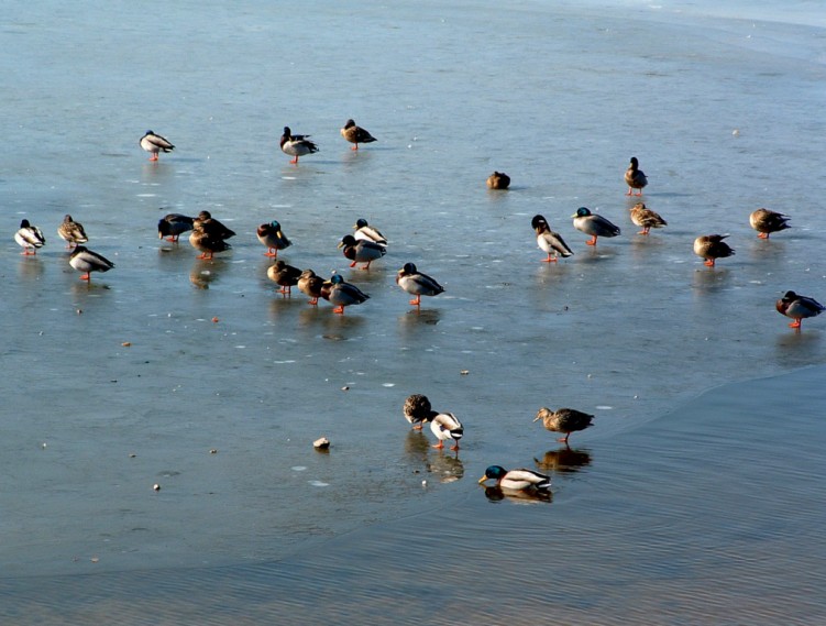 Fonds d'cran Animaux Oiseaux - Canards Entre glace et eau...