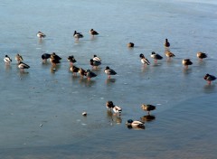 Wallpapers Animals Entre glace et eau...