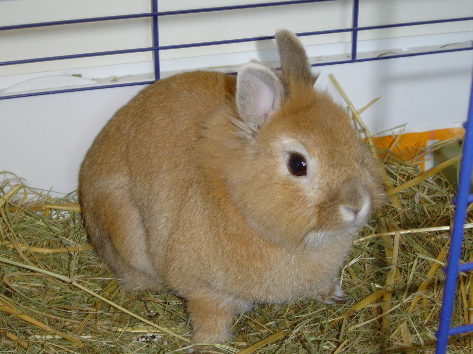 Wallpapers Animals Rabbits Berlioz