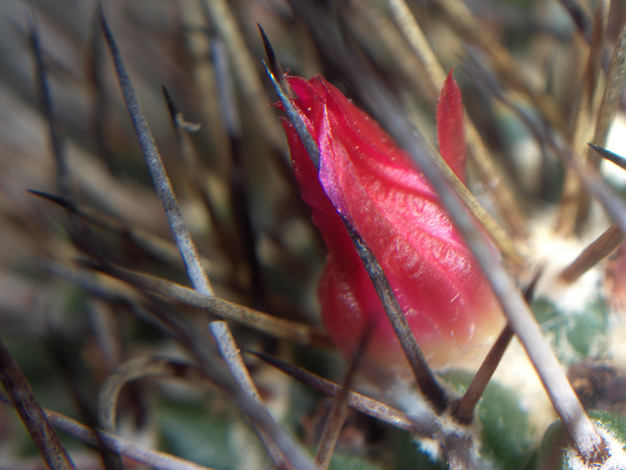 Fonds d'cran Nature Fleurs protection