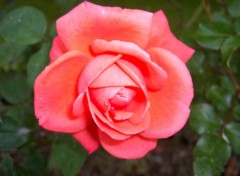 Fonds d'cran Nature rose