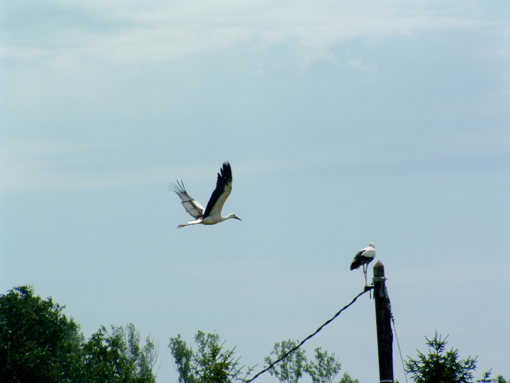 Fonds d'cran Animaux Oiseaux - Cigognes Cigogne d\'Alsace