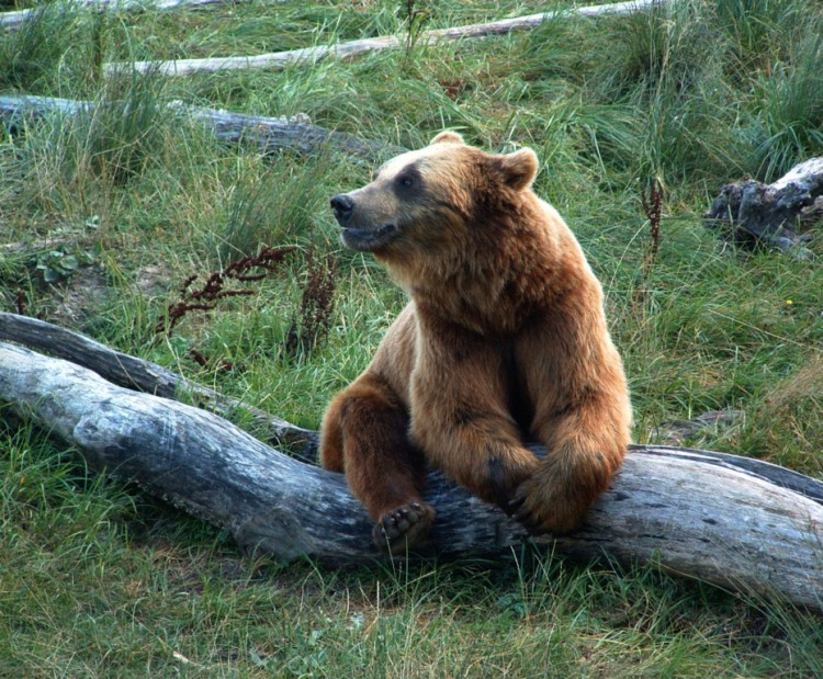 Fonds d'cran Animaux Ours Un ours qui pose...