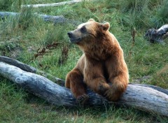 Fonds d'cran Animaux Un ours qui pose...