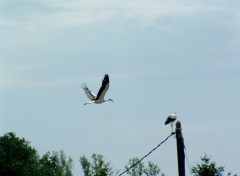 Fonds d'cran Animaux Cigogne d'Alsace