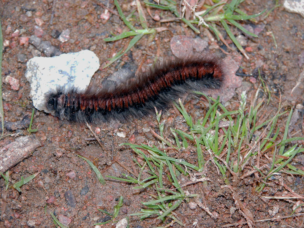 Wallpapers Animals Insects - Caterpillars chenille