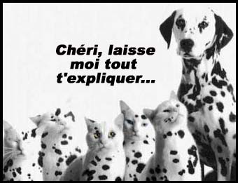 Fonds d'cran Animaux Chiens et chats 