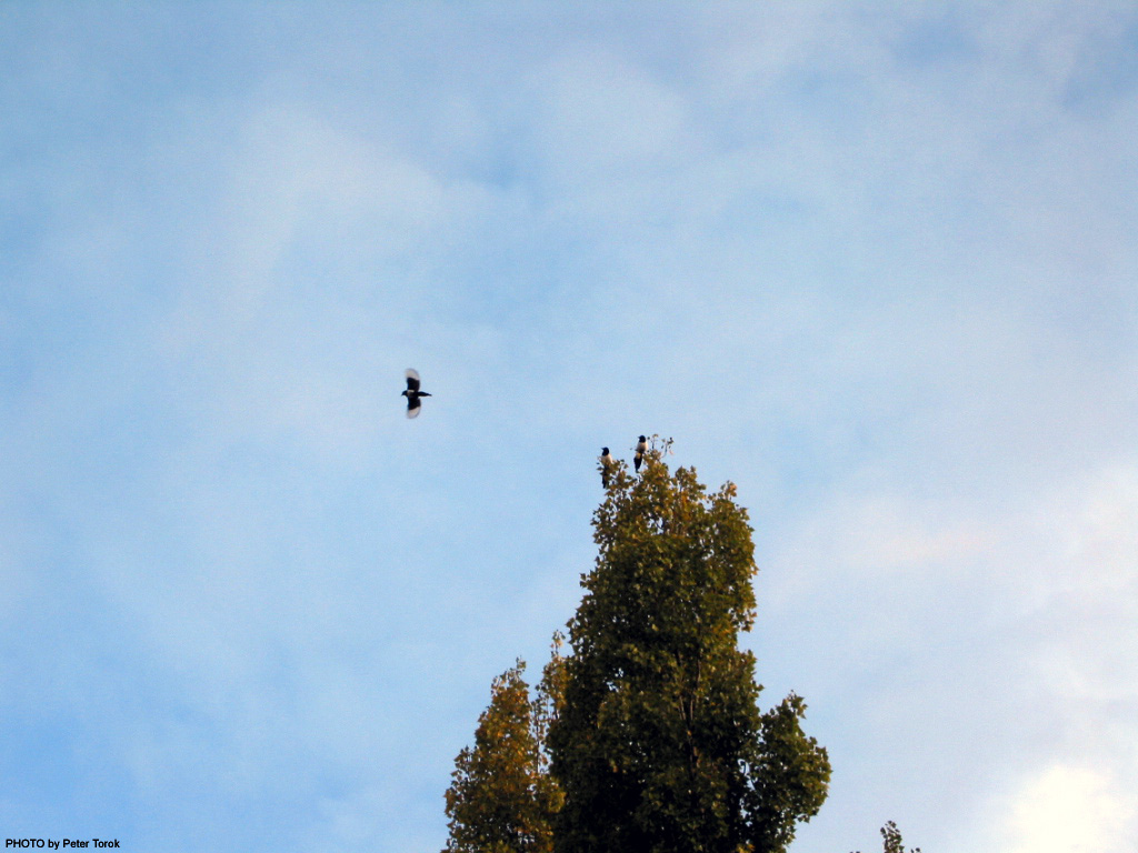 Fonds d'cran Animaux Oiseaux - Divers Birds in our Tree - Photo by Peter Torok