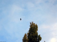 Fonds d'cran Animaux Birds in our Tree - Photo by Peter Torok