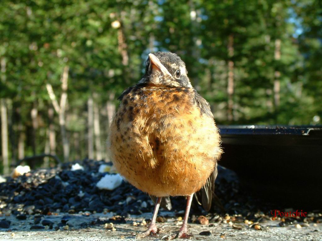 Wallpapers Animals Birds - Merles Le merle d'amrique