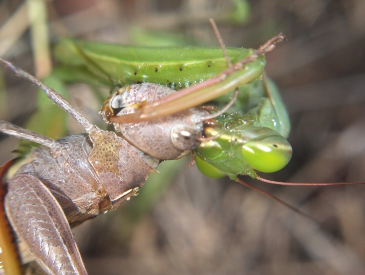 Fonds d'cran Animaux Insectes - Sauterelles et Criquets bon apetit